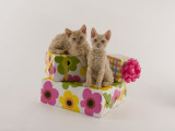 Selkirk Rex Photographic Print