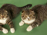 Scottish Fold Photographic Print