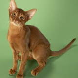 Abyssinian Photographic Print