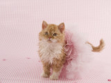 Selkirk Rex Photographic Print