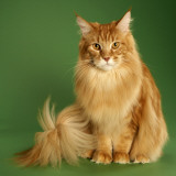Maine Coon Photographic Print