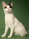 Japanese Bobtail Impressão fotográfica
