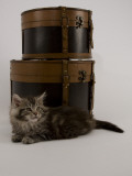 Maine Coon Photographic Print