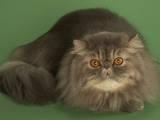 Persian Photographic Print