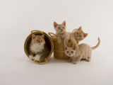 Selkirk Rex Photographic Print