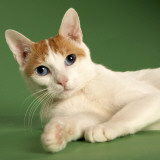 Japanese Bobtail Impressão fotográfica