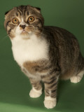 Scottish Fold Impressão fotográfica