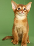 Abyssinian Lámina fotográfica Abyssinian Lámina fotográfica