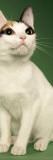 Japanese Bobtail Impressão fotográfica