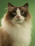 Ragdoll Impressão fotográfica Ragdoll Impressão fotográfica
