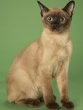 Tonkinese Impressão fotográfica Tonkinese Impressão fotográfica