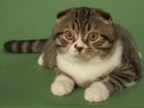 Scottish Fold Impressão fotográfica