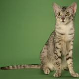 Egyptian Mau Photographic Print