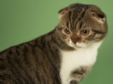 Scottish Fold Impressão fotográfica