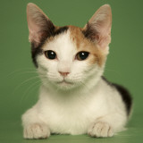 Japanese Bobtail Impressão fotográfica