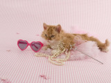 Selkirk Rex Photographic Print