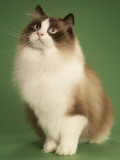 Ragdoll Impressão fotográfica Ragdoll Impressão fotográfica