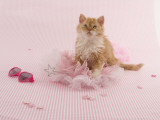 Selkirk Rex Photographic Print