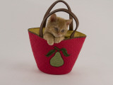 Selkirk Rex Photographic Print