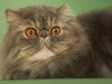 Persian Photographic Print