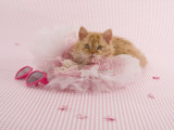 Selkirk Rex Photographic Print