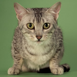 Egyptian Mau Photographic Print