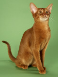 Abyssinian Lámina fotográfica Abyssinian Lámina fotográfica