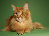 Maine Coon Photographie