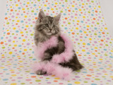 Maine Coon Impressão fotográfica Maine Coon Impressão fotográfica