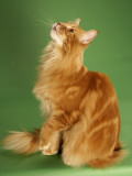 Maine Coon Photographic Print
