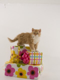 Selkirk Rex Photographic Print