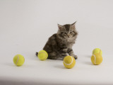 Maine Coon Photographic Print