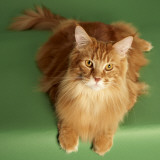 Maine Coon Photographic Print
