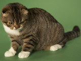 Scottish Fold Impressão fotográfica