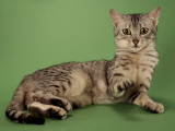Egyptian Mau Photographic Print