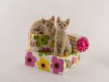 Selkirk Rex Photographic Print