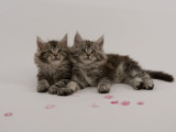 Maine Coon Impressão fotográfica Maine Coon Impressão fotográfica