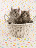 Maine Coon Photographie