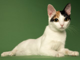 Japanese Bobtail Impressão fotográfica