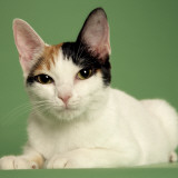 Japanese Bobtail Impressão fotográfica