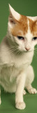 Japanese Bobtail Impressão fotográfica