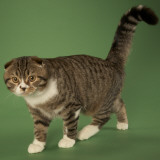 Scottish Fold Photographic Print