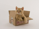 Selkirk Rex Photographic Print