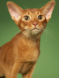 Abyssinian Lámina fotográfica Abyssinian Lámina fotográfica