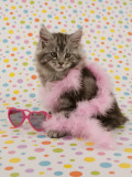 Maine Coon Impressão fotográfica Maine Coon Impressão fotográfica