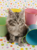 Maine Coon Impressão fotográfica Maine Coon Impressão fotográfica