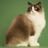 Ragdoll Photographic Print