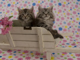 Maine Coon Impressão fotográfica Maine Coon Impressão fotográfica