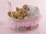 Selkirk Rex Photographic Print