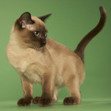 Tonkinese Impressão fotográfica Tonkinese Impressão fotográfica